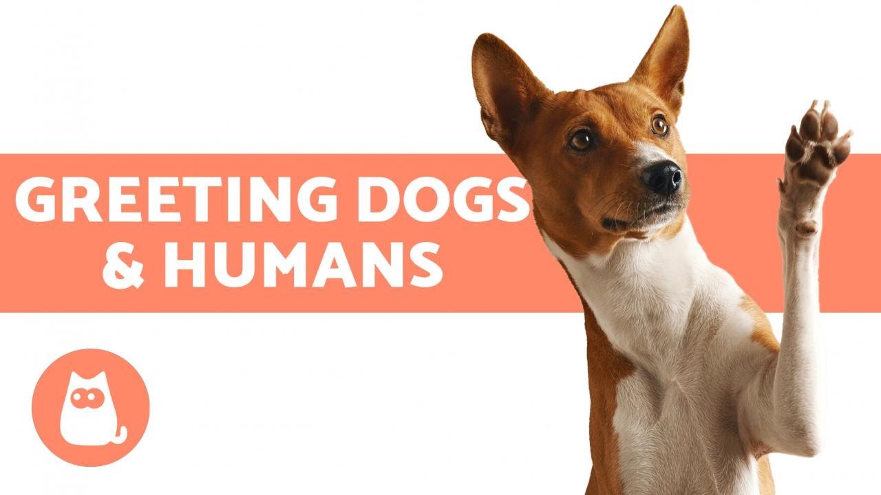 image Canine hellos: how dogs greet fellow pooches and humans