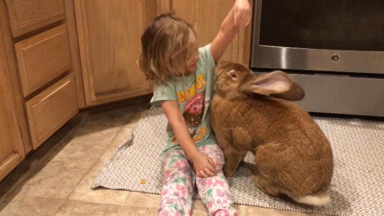 Cocoa puff rabbit sales