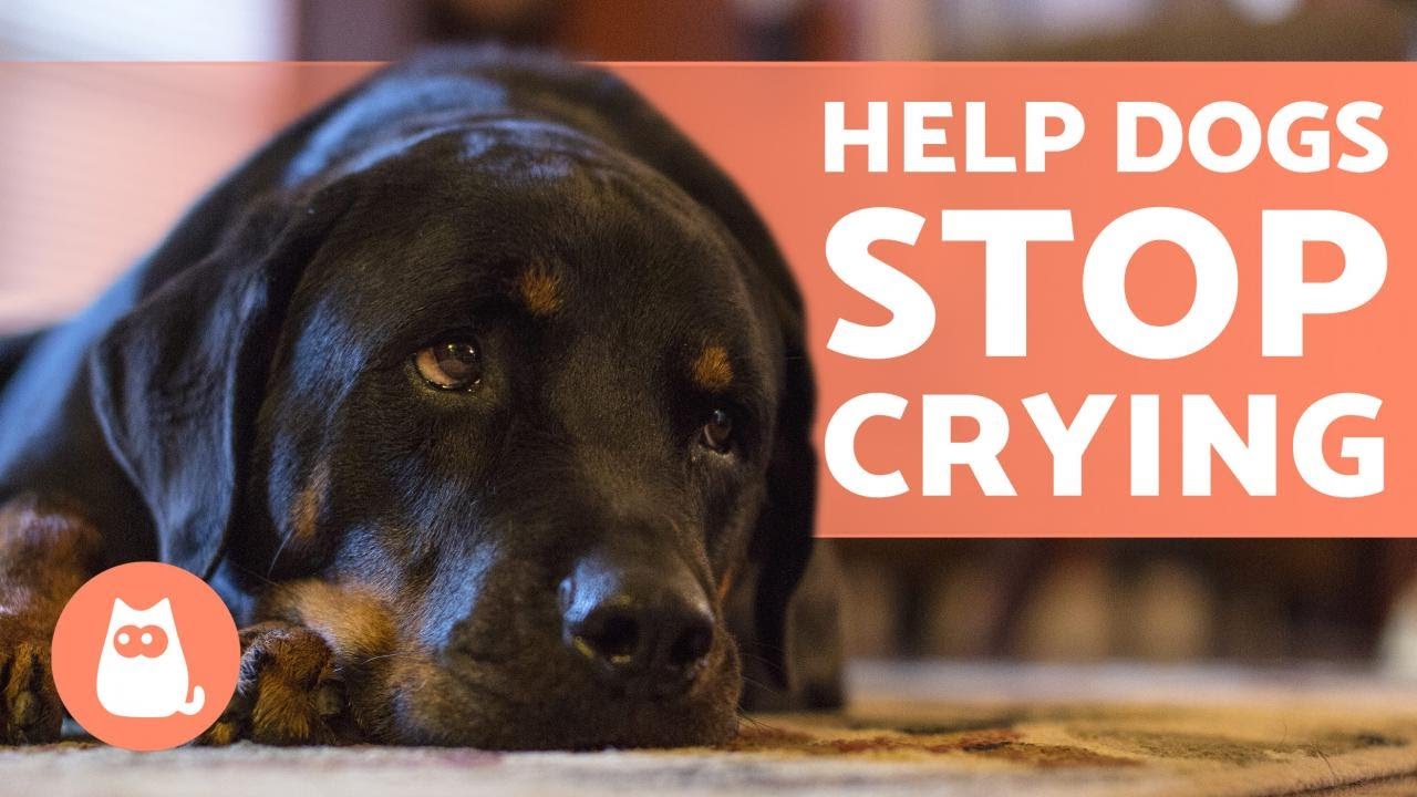 image Why dogs sometimes cry and how to reassure them