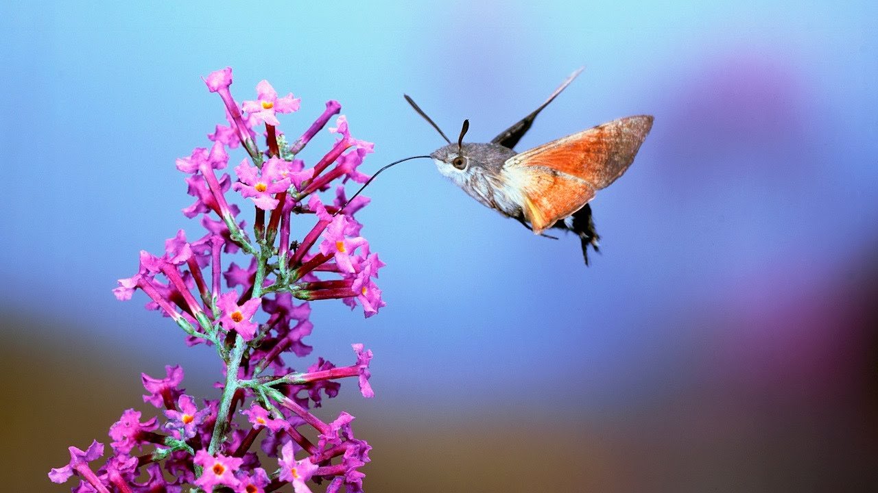 image How hawkmoths can stay stable while hovering