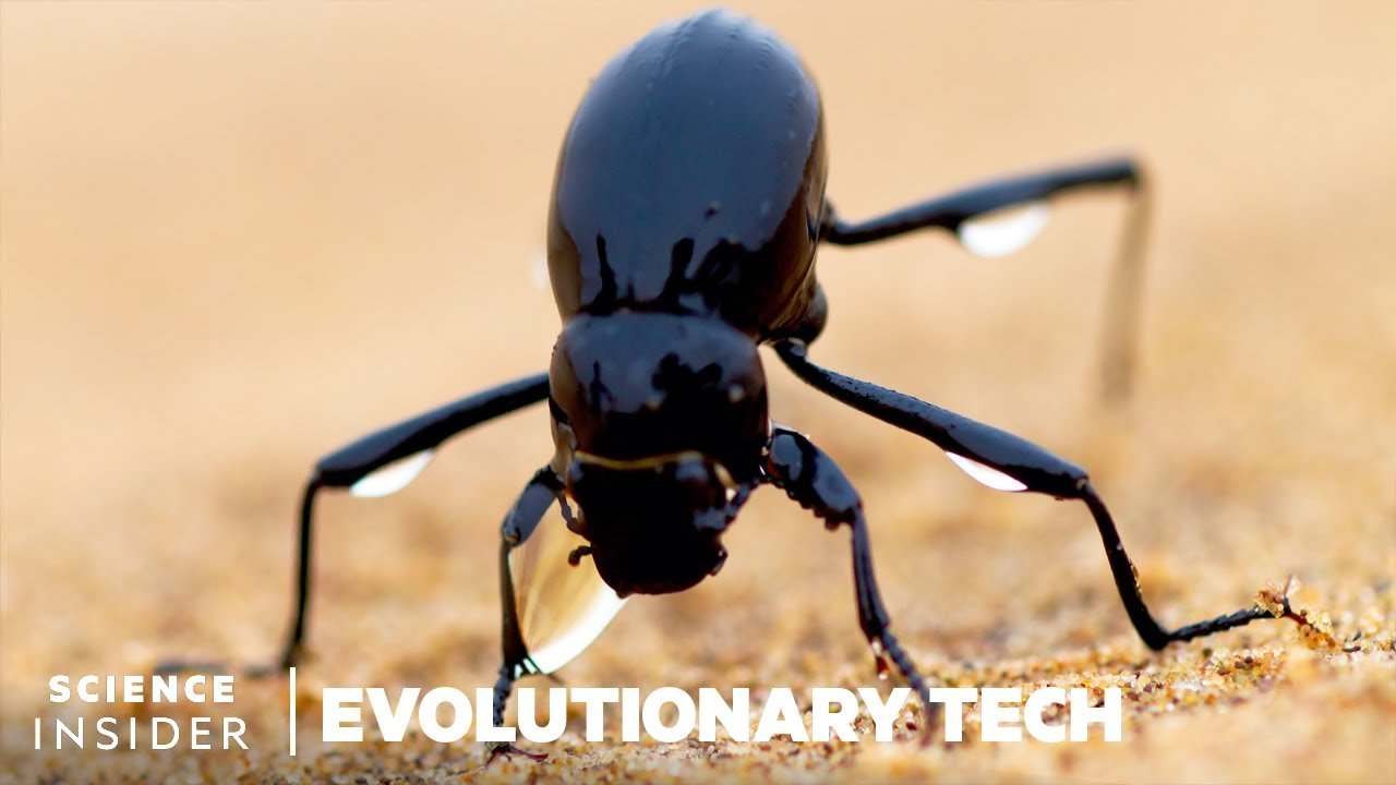 image How a beetle could help solve the world&#8217;s water crisis