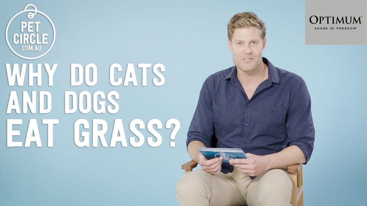 image Why do cats and dogs sometimes eat grass?