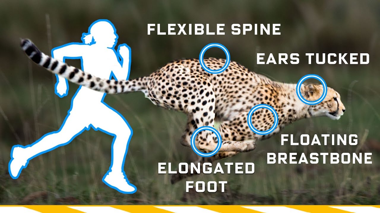 image Why humans can’t run as fast as cheetahs (and the bio-engineering it would require)
