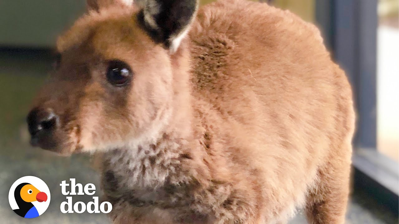 image Adopted joey overcomes Australian bushfires ordeal