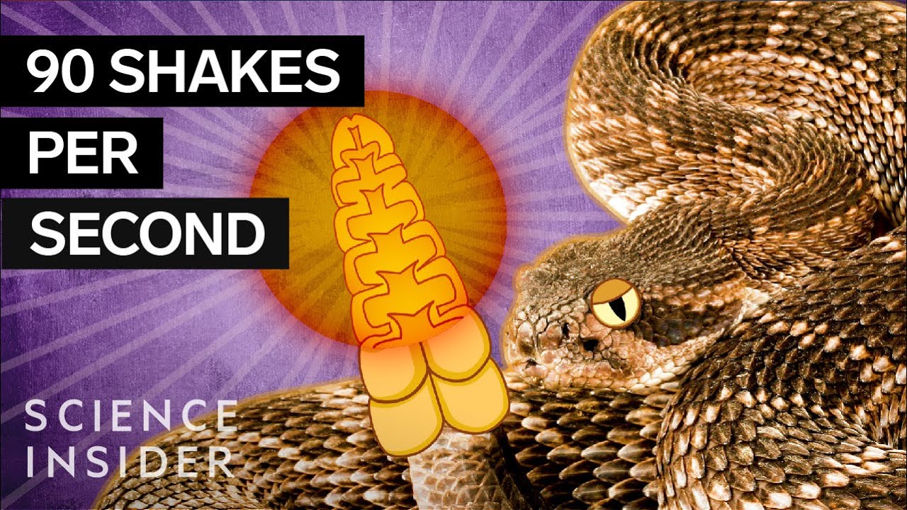 image How does the rattlesnake emit its ominous warning?