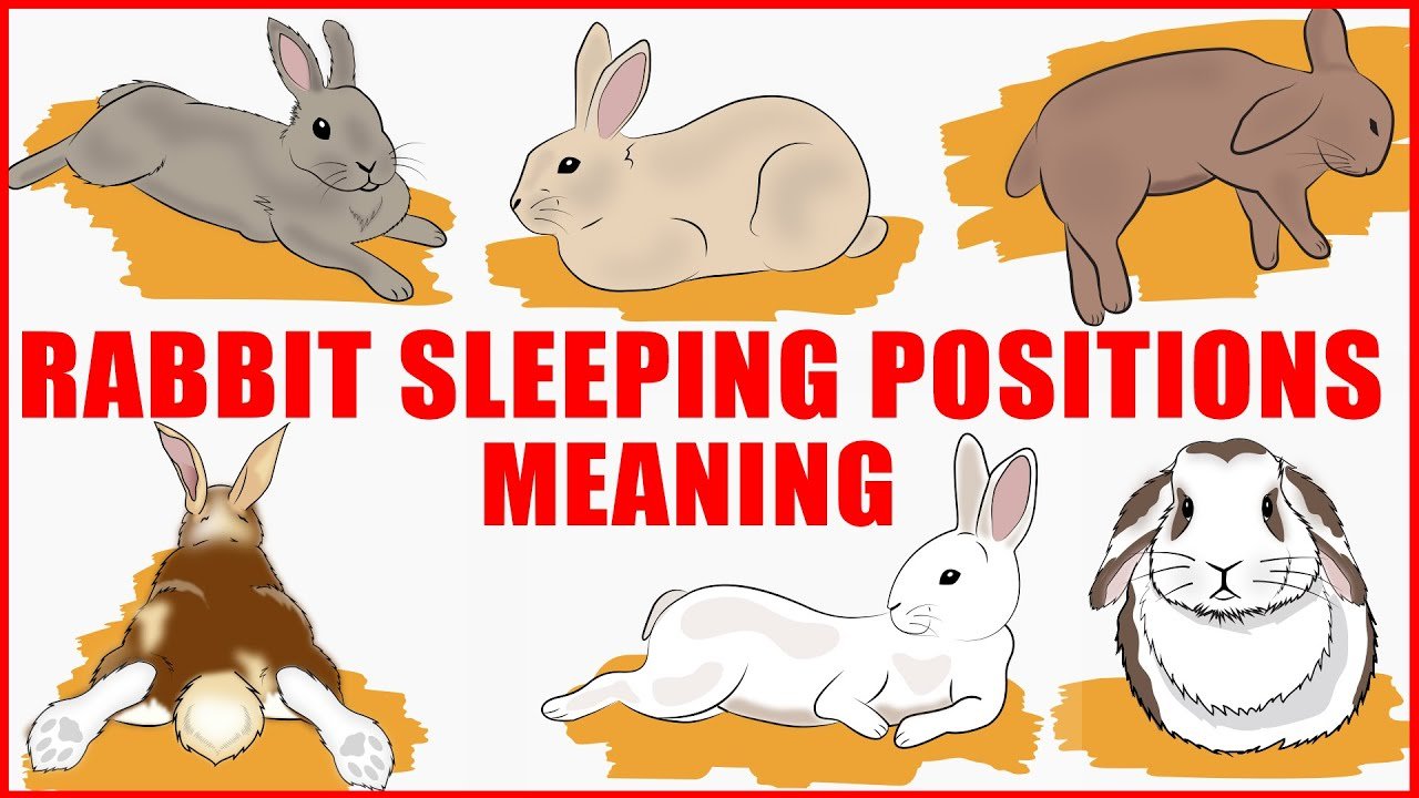 What rabbits' sleeping positions reveal about their personality, health and character Cyprus Mail