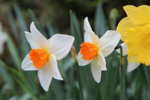 Narcissus