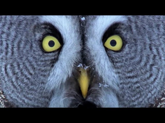 image Hunters in the sky: inside the solitary world of the owl