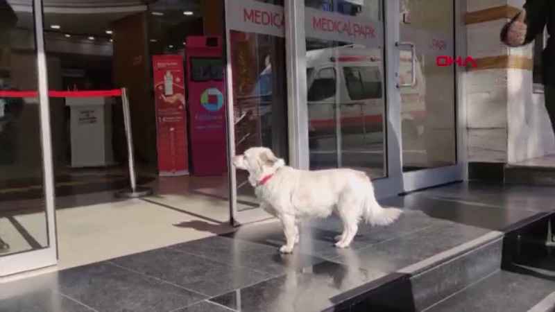 Puppy love: pooch περιμένει έξι ημέρες έξω από το τουρκικό νοσοκομείο για άρρωστο ιδιοκτήτη