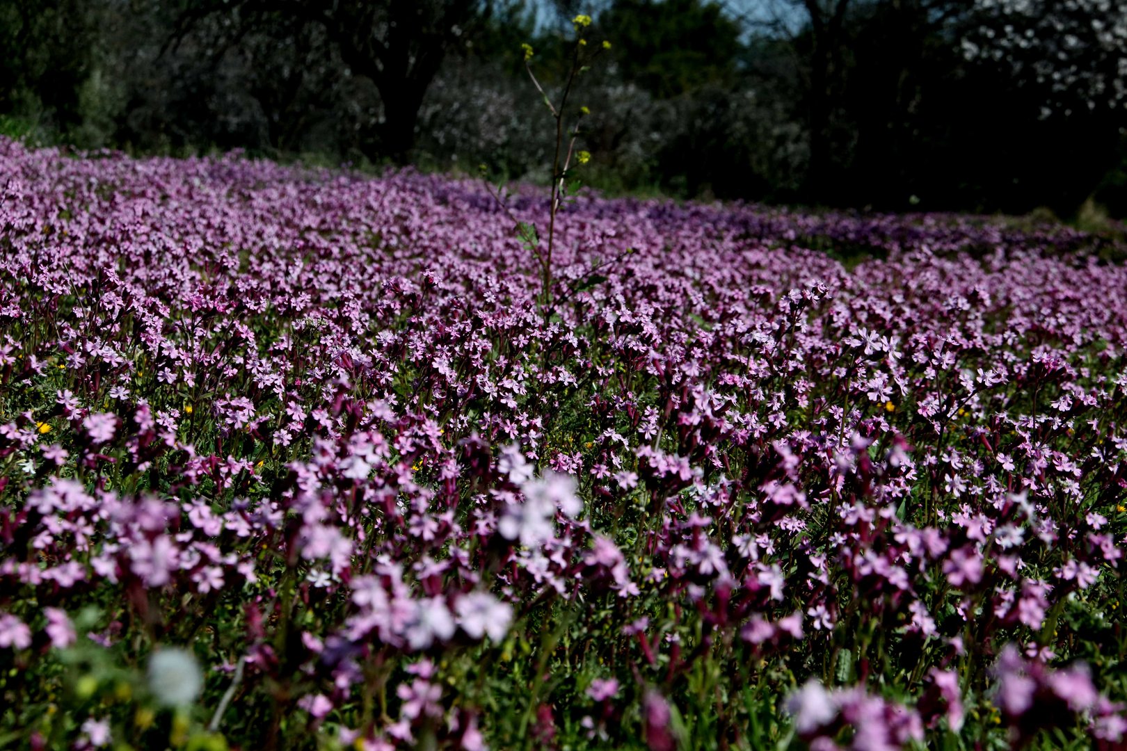 cover Today’s weather: Largely clear, light dust