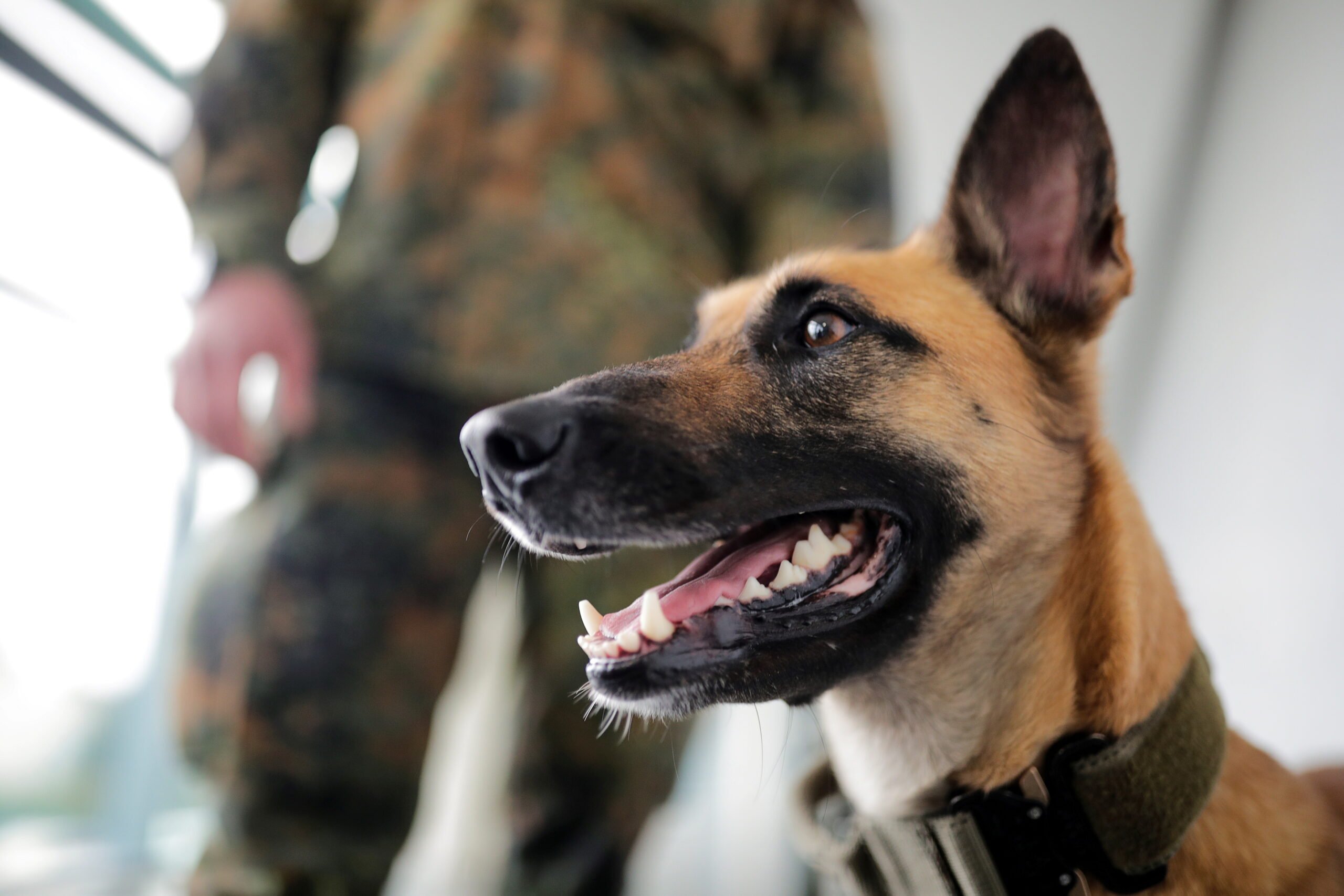 Τα γερμανικά σκυλιά sniffer εντοπίζουν το COVID-19 με ακρίβεια 94%