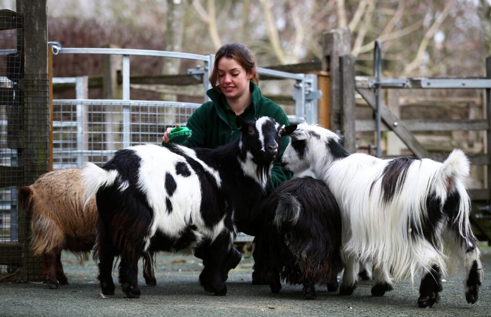 Apprentice zookeeper Hattie Sire gives attention to goats that are missing interaction from visitors, in their enclosure at ZSL London Zoo, as zookeepers continue to tend to thousands of animals whilst the zoo remains closed to the public, amid the coronavirus disease (COVID-19) outbreak in London, Britain, February 10, 2021. Picture taken February 10, 20201. REUTERS/Hannah McKay