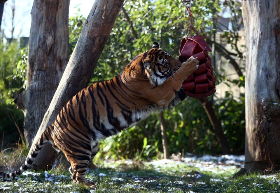 Asim, a male Sumatran tiger