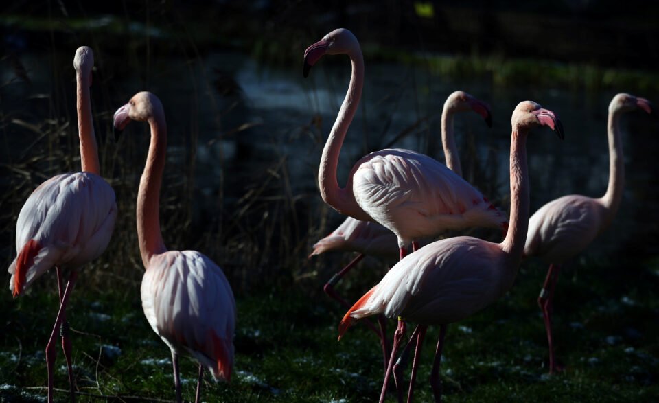 Pink flamingos stand in their enclosure 