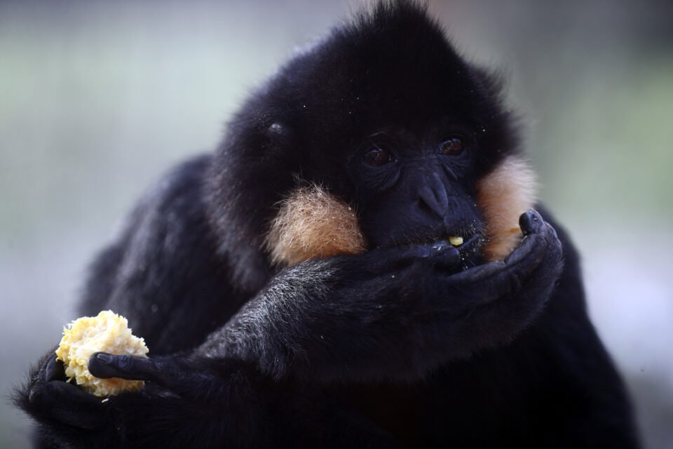Yoda the gibbon eats food in his enclosure 