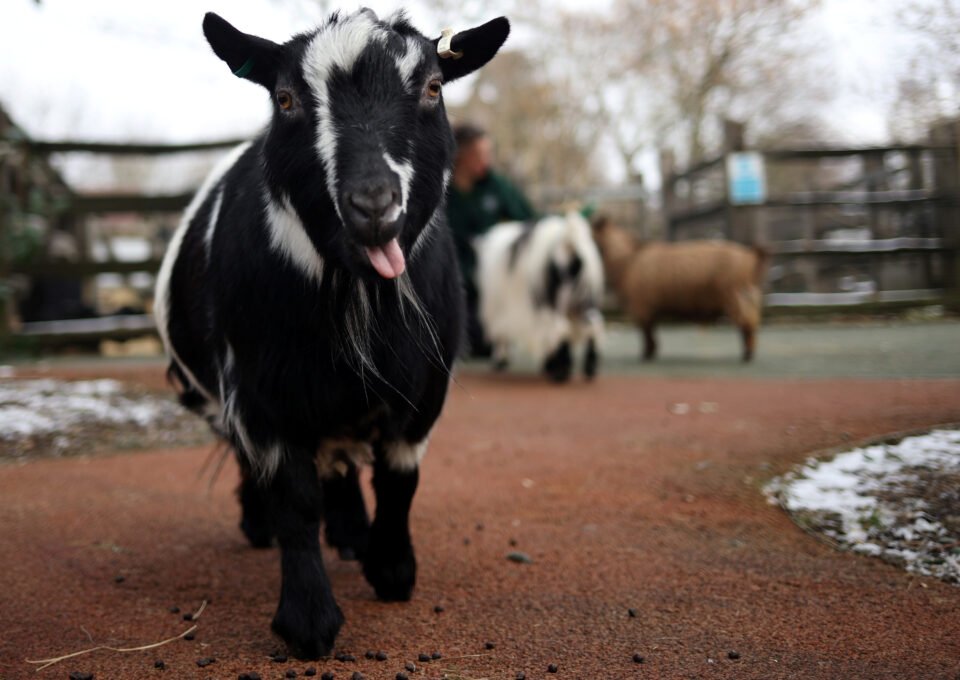 A goat stands in its enclosure