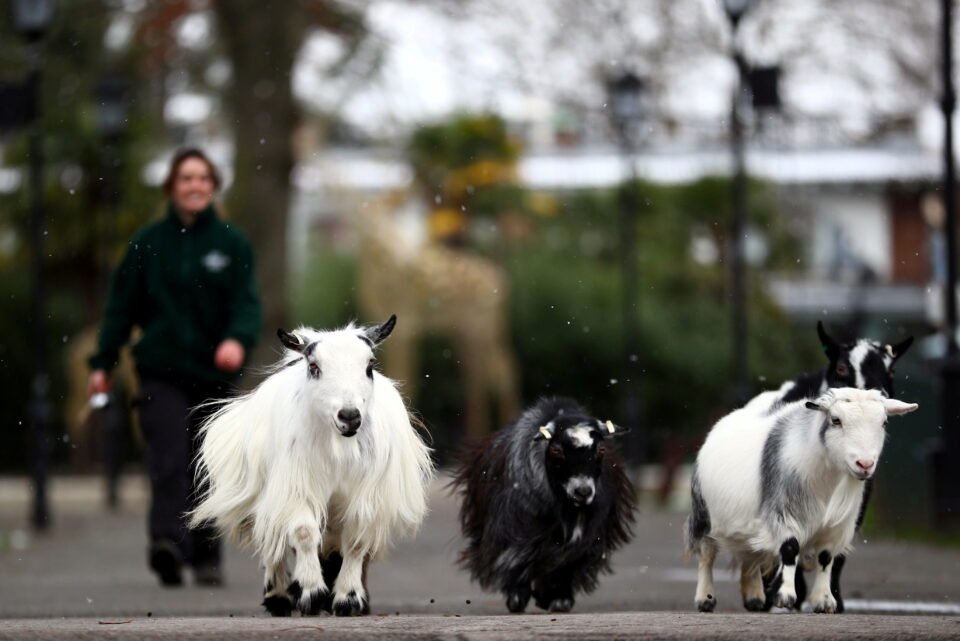 Apprentice zookeeper Hattie Sire takes the goats that are missing interaction from visitors for a walk 