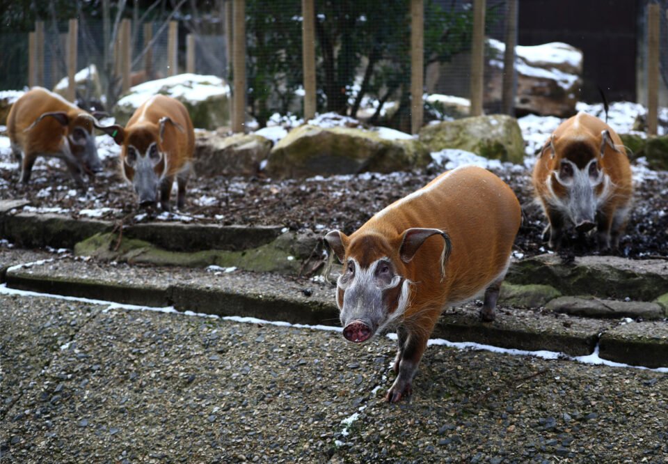 Red river hogs feed in their enclosure