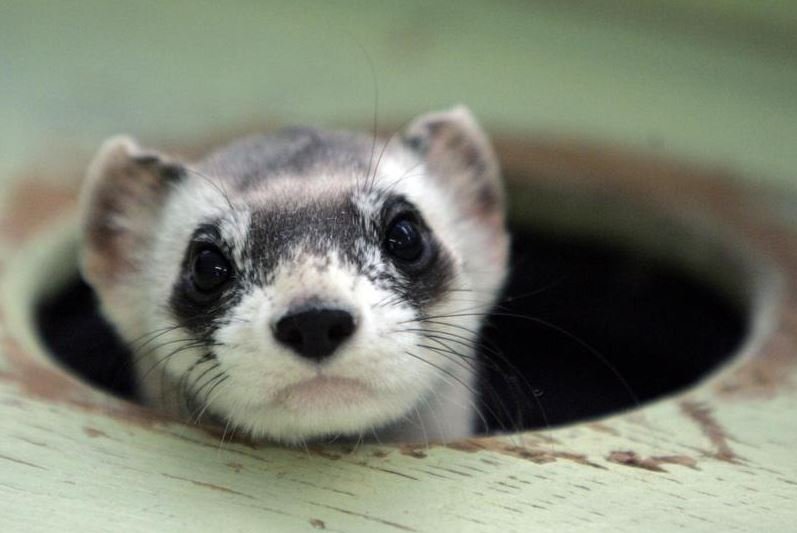 image Elizabeth Ann, the first cloned ferret, spurs hope for endangered US species