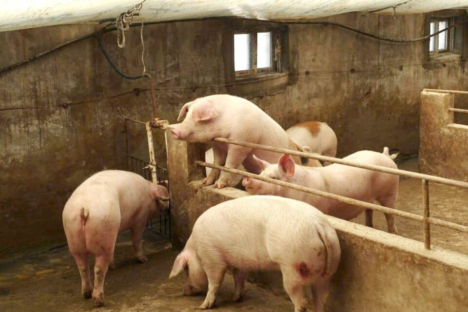 feature jean there is a glut of pork across europe, caused by china importing less from the eu after restarting its pig breeding industry on a large scale, which has brought the wholesale price down