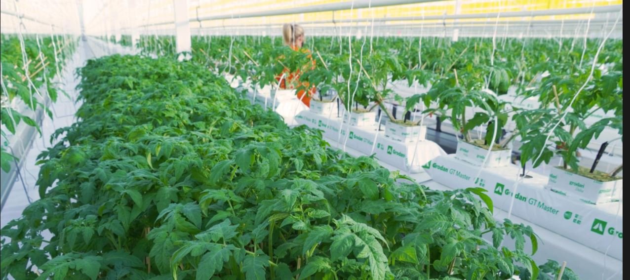 image Indoor farms assure food supply in pandemic