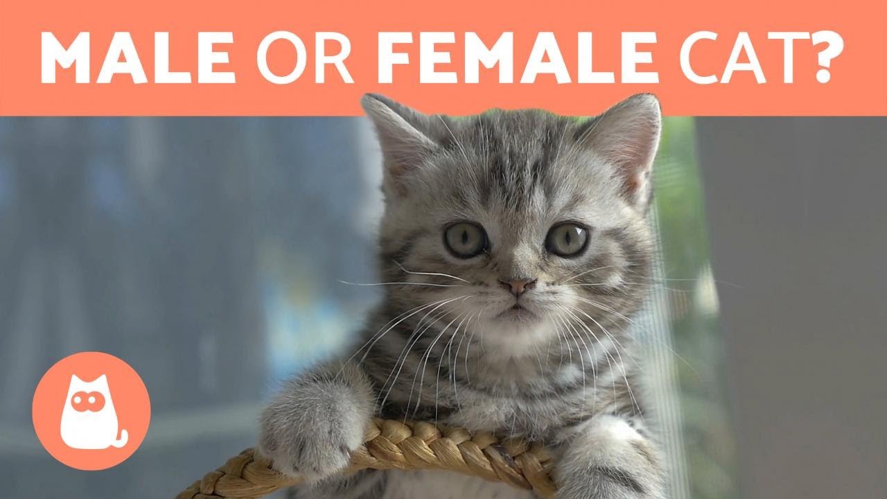 The differences between adopting male and female cats | Cyprus Mail