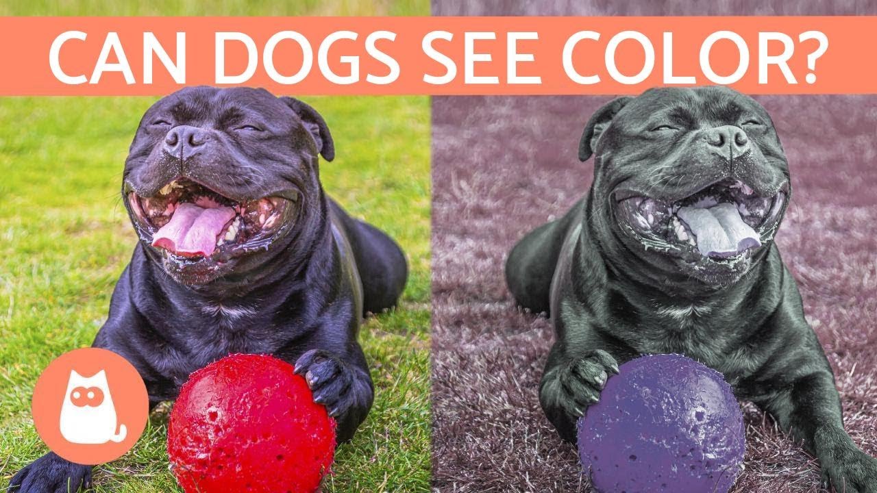 How dogs' vision works and what colours they see Cyprus Mail