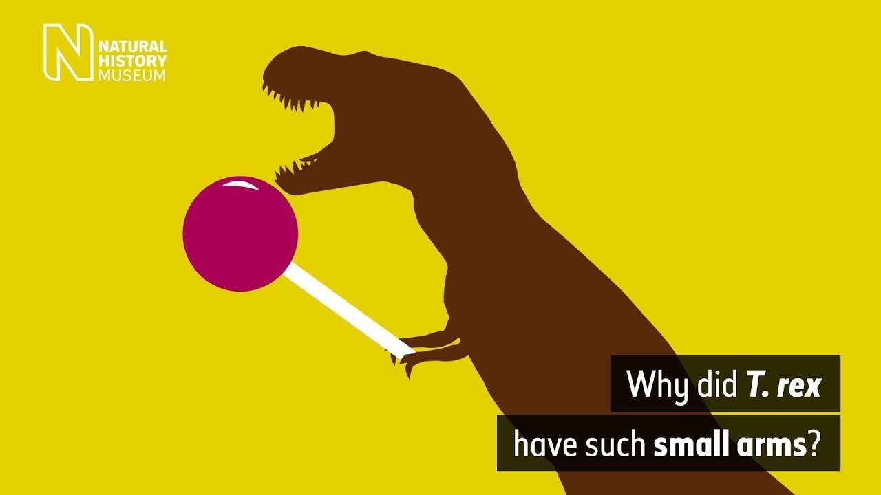 image Why did the Tyrannosaurus Rex have such tiny arms?