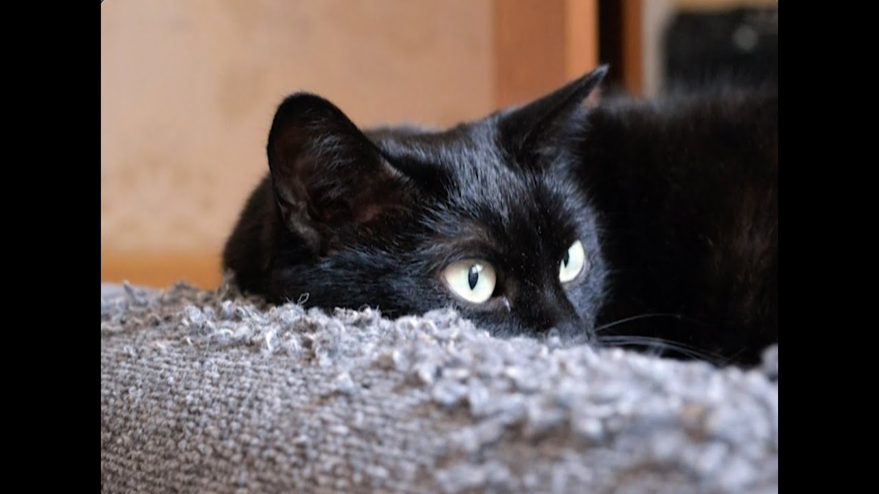 image Ask the Vet: why does my cat scratch the furniture?