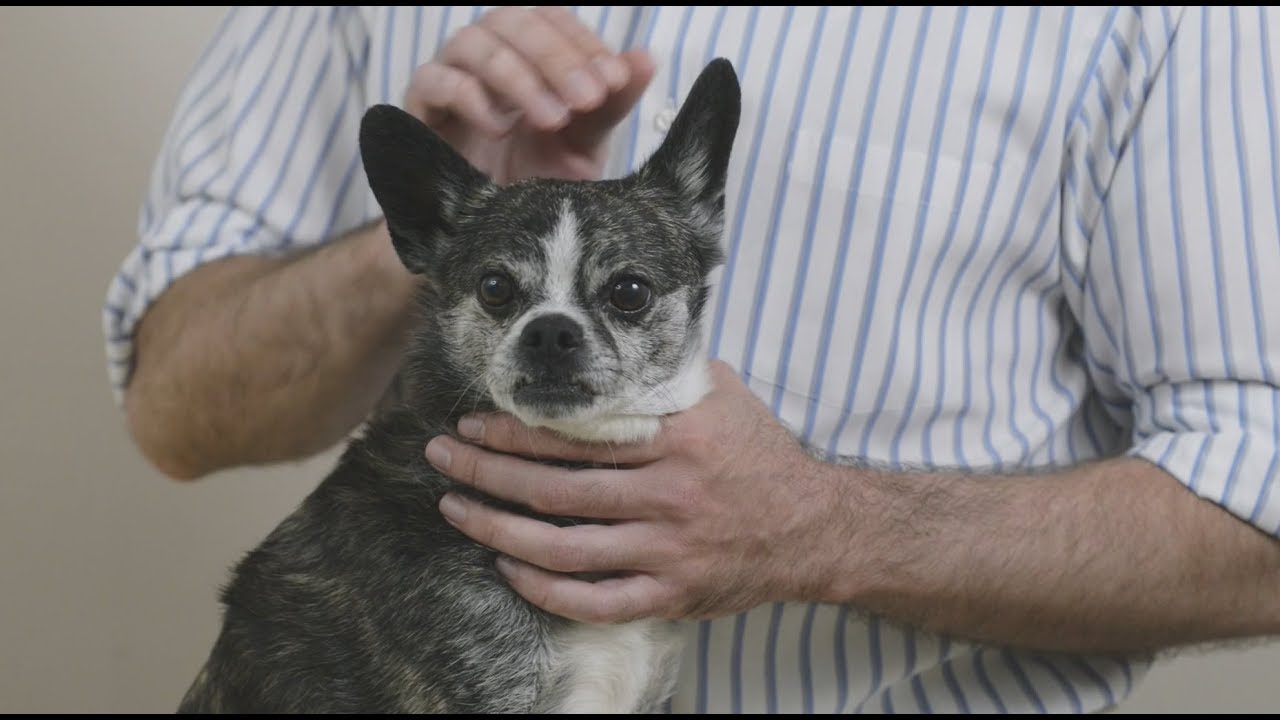 image What to do if your dog develops foot lesions