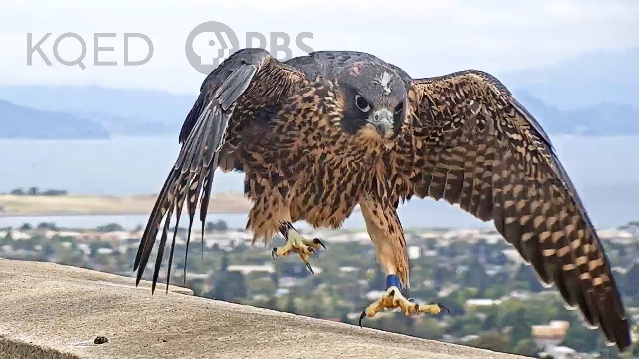 image Father knows nest: the fast and furious parenting of peregrine falcons
