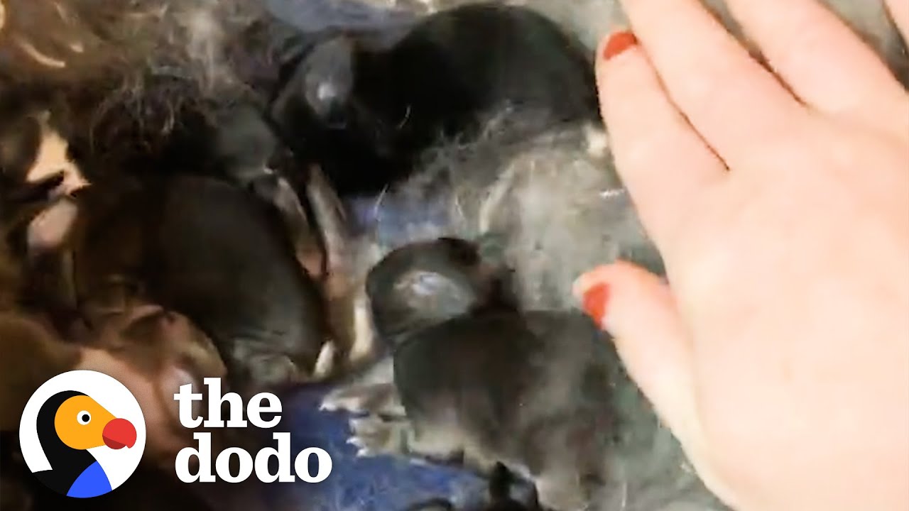 Πώς ένας διασωτής κουνελιών κατέληξε με 10 κουνελάκια κατοικίδιων ζώων