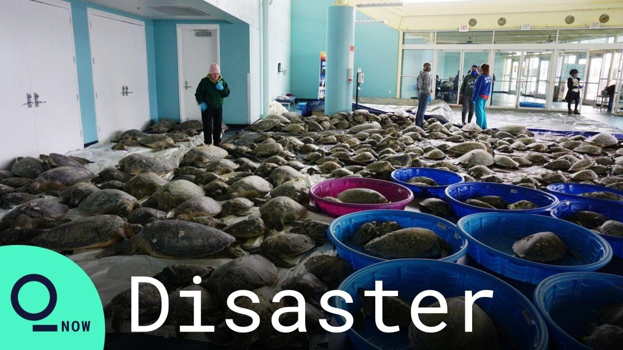 image Texas aquarium saving thousands of cold-stunned sea turtles