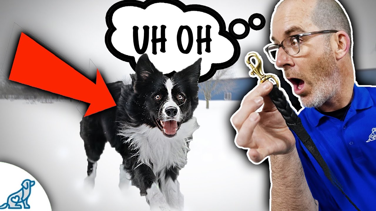 image Three skills your dog will need, to learn to listen off-leash