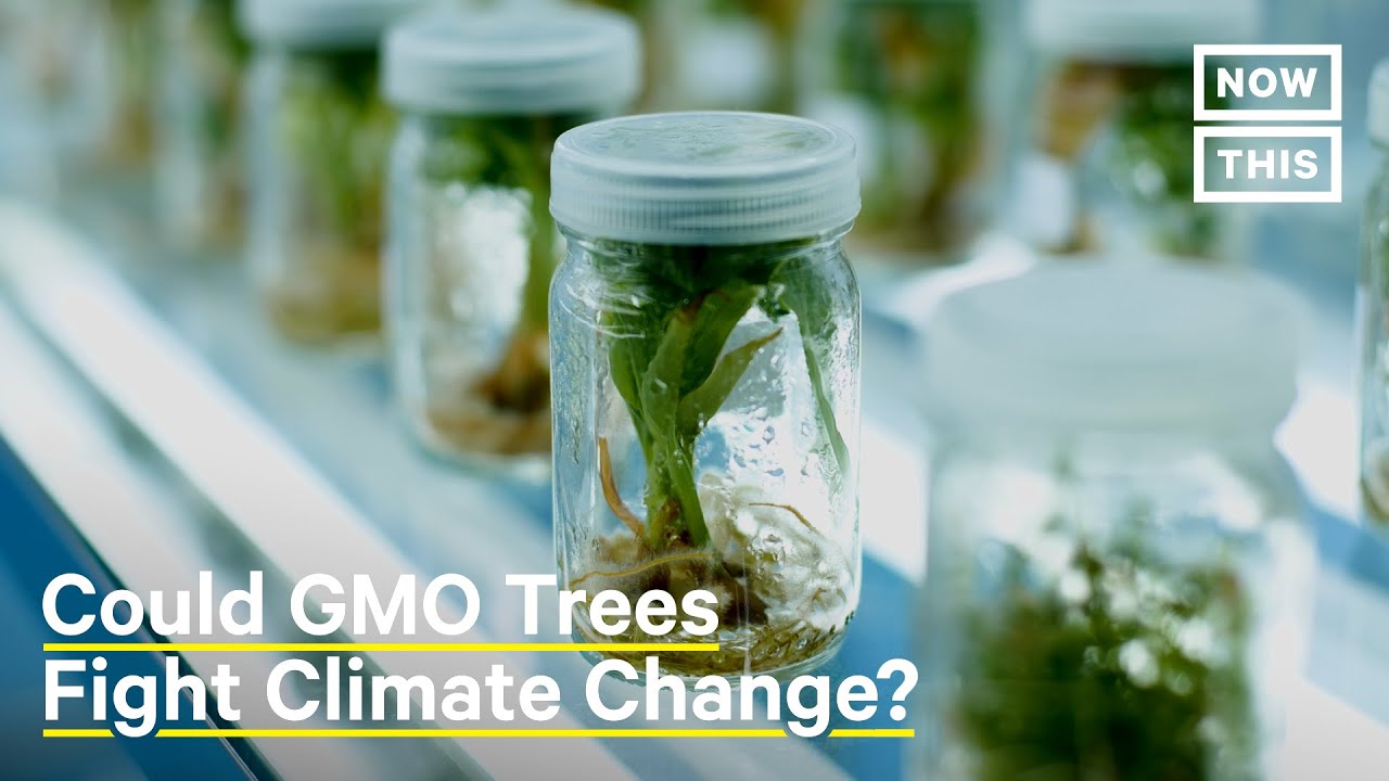 image GMO trees: friend or foe in climate change fight?