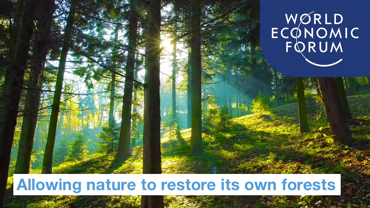 image Natural regeneration could help restore the world’s forests