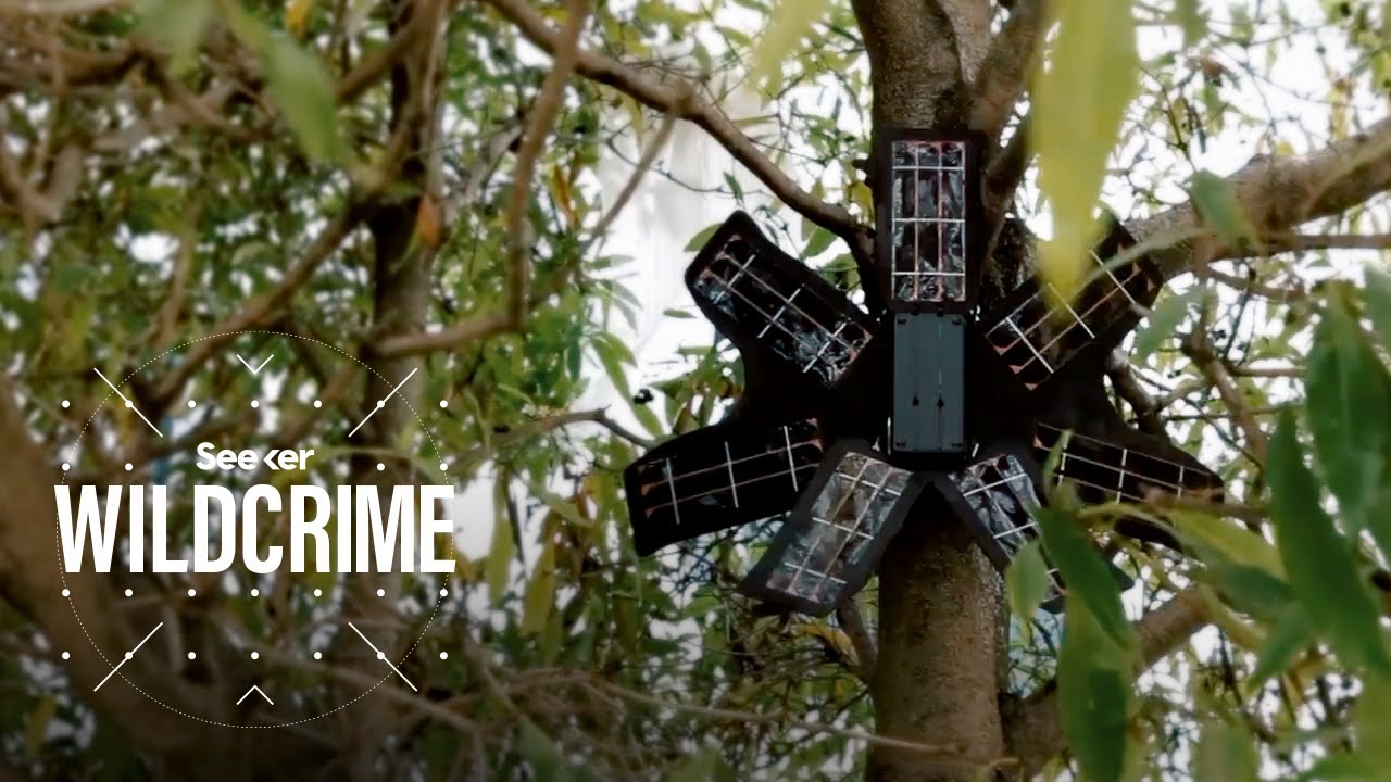 image How old cell phones are protecting the rainforest