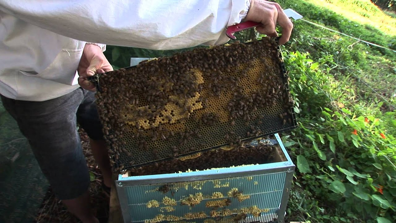 image Beginner beekeeping: how to set up a hive
