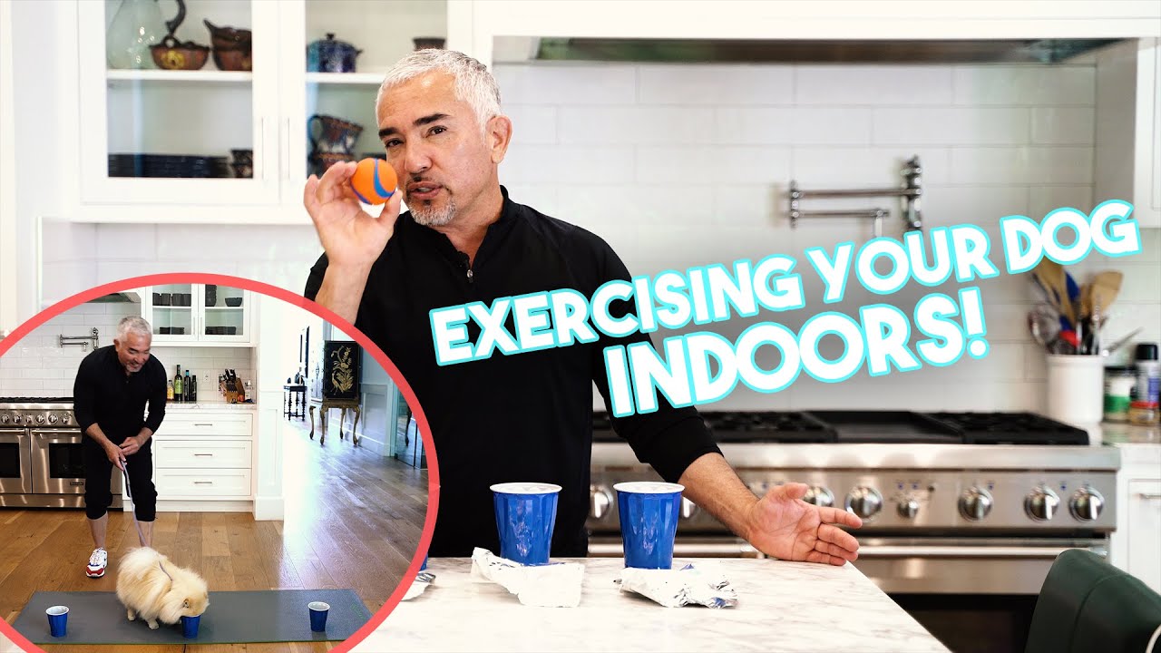 image Three ways to exercise dogs when you have to stay home