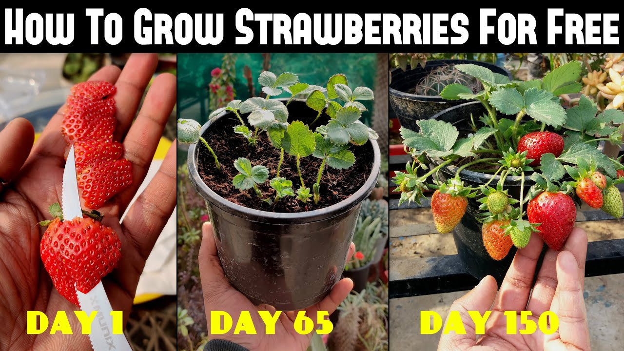 image How to grow strawberries at home