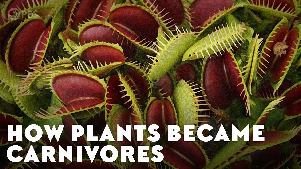 image How some plants adapted to become carnivores