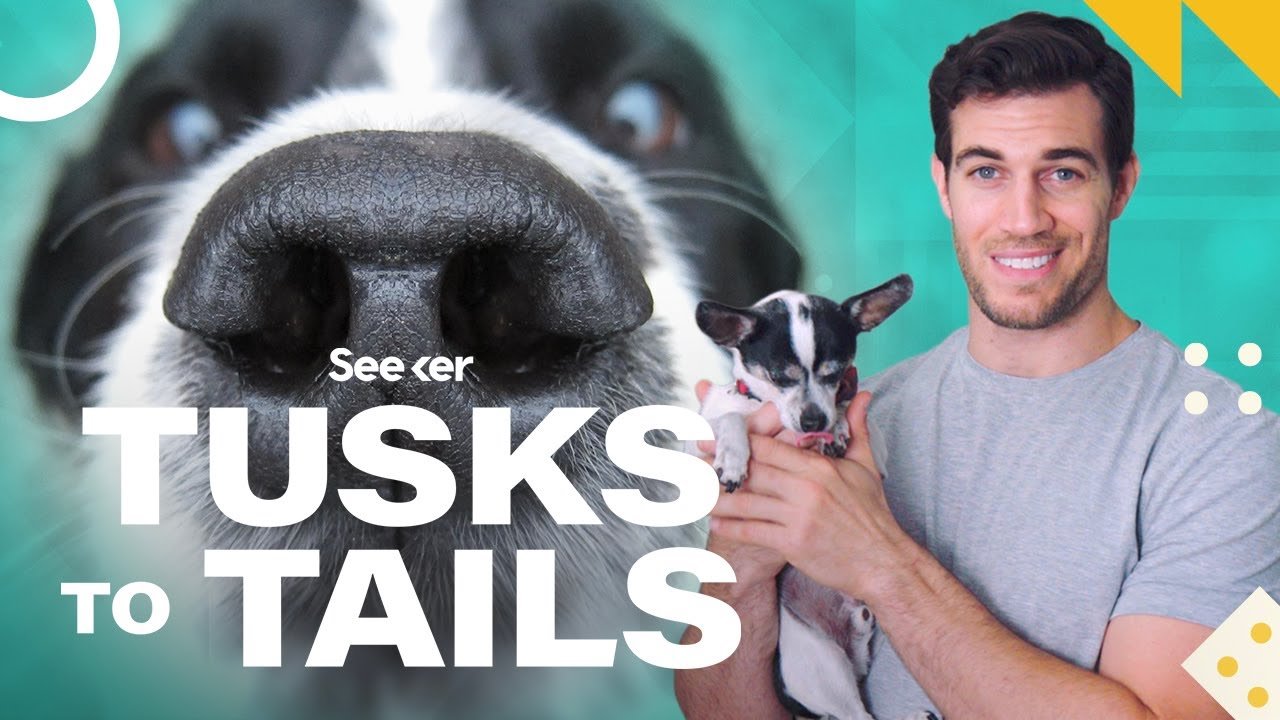cover Why your dog can remember scents, and you can&#8217;t