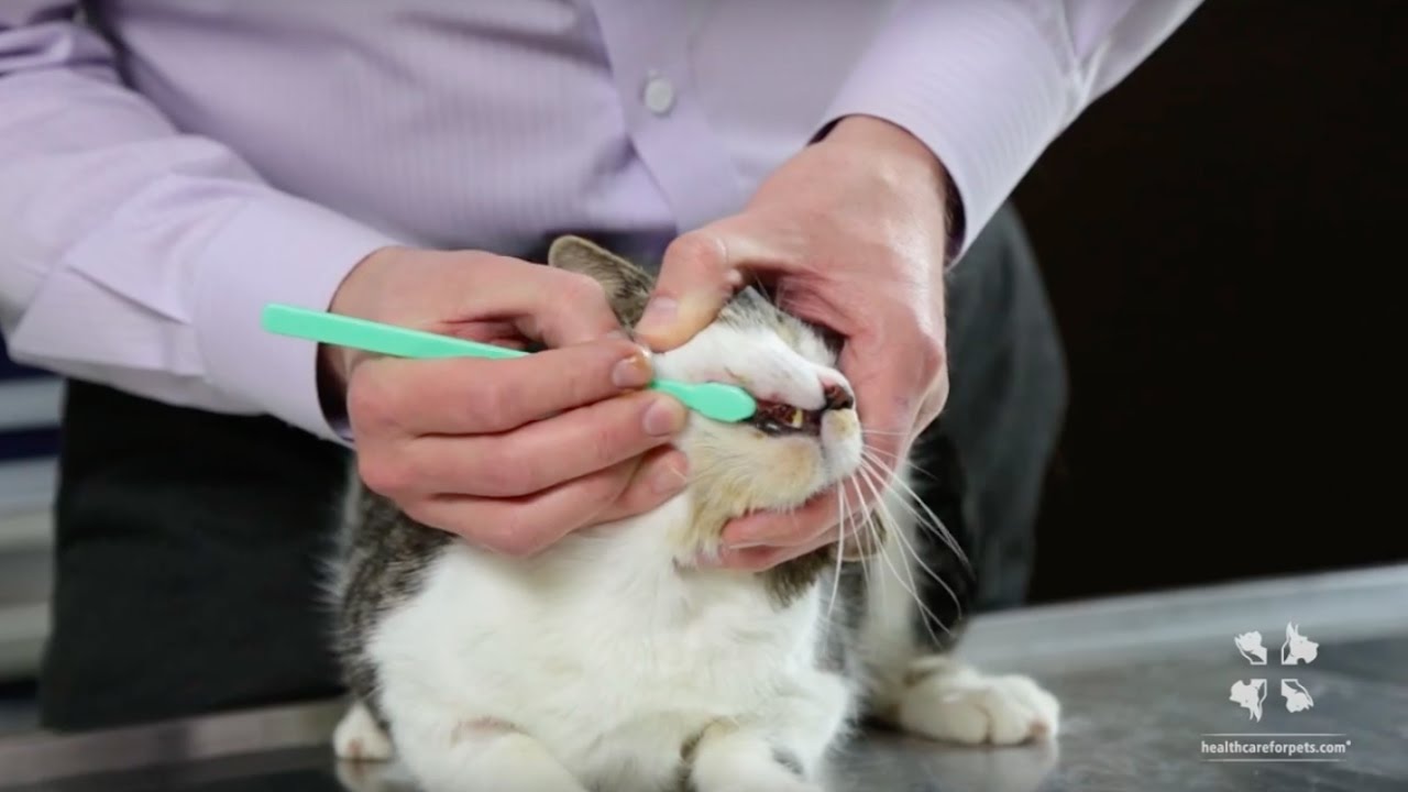 image How to brush your cat&#8217;s teeth safely and effectively