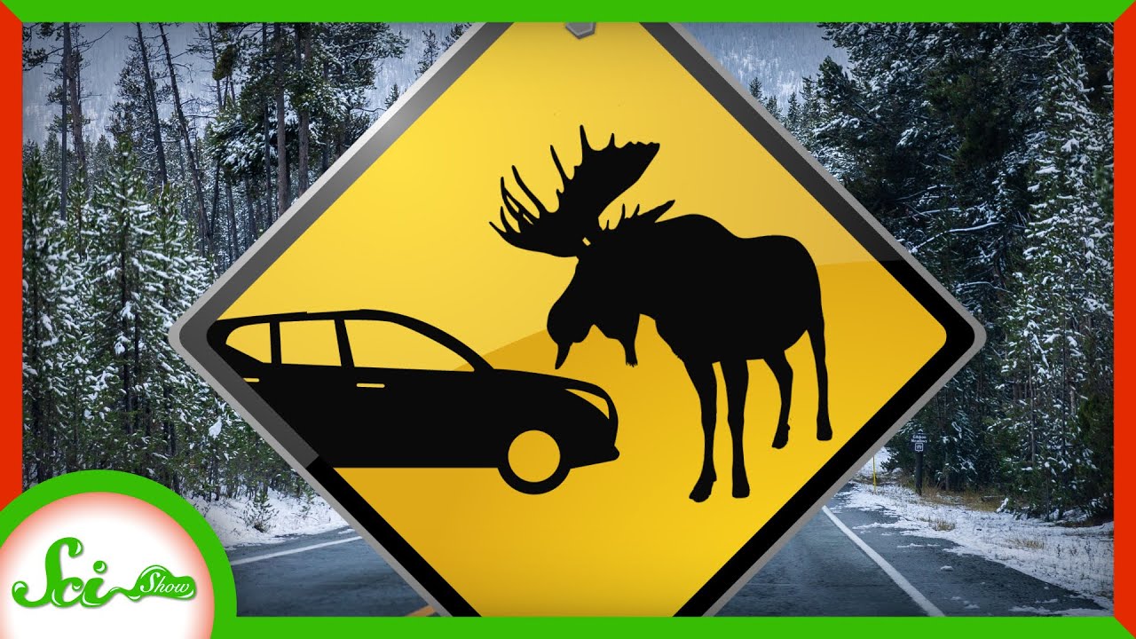 image Why moose seem to love licking cars in winter