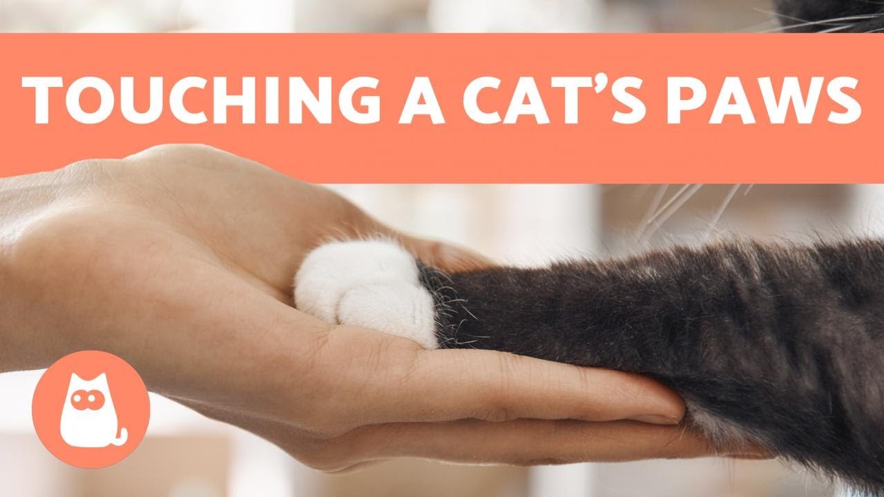 cover Why don&#8217;t cats like having their paws touched?