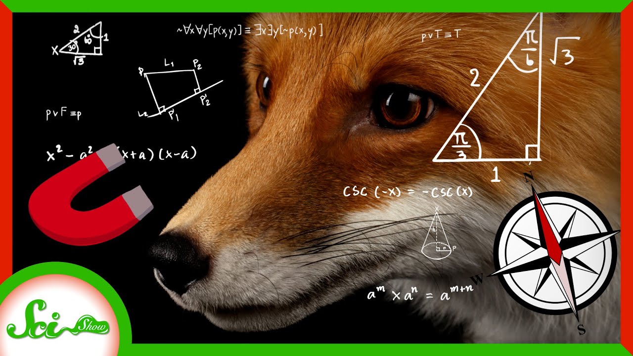 image Foxes may rely on magnetic fields to hunt