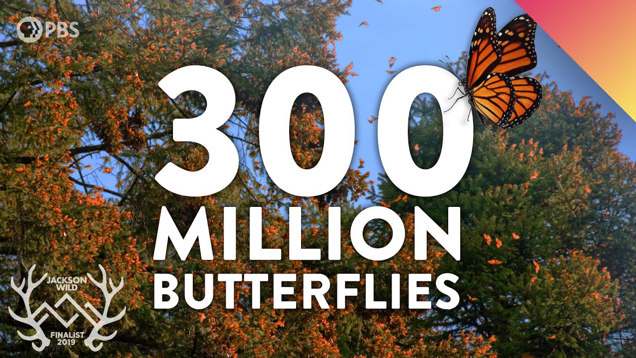 image Unravelling the Monarch butterfly migration mystery