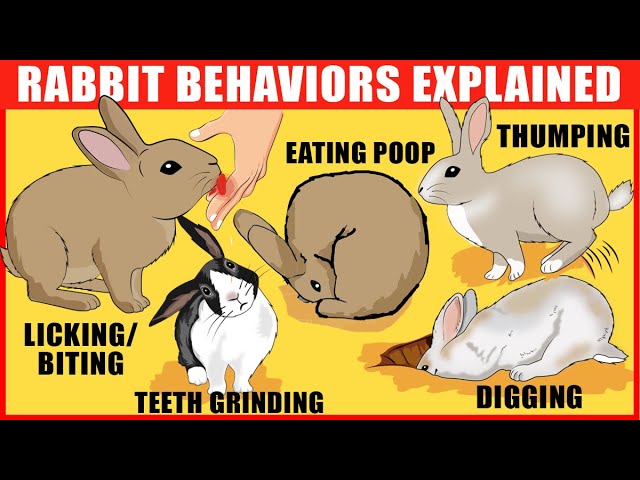 image Interpreting 15 of the strangest rabbit behaviours