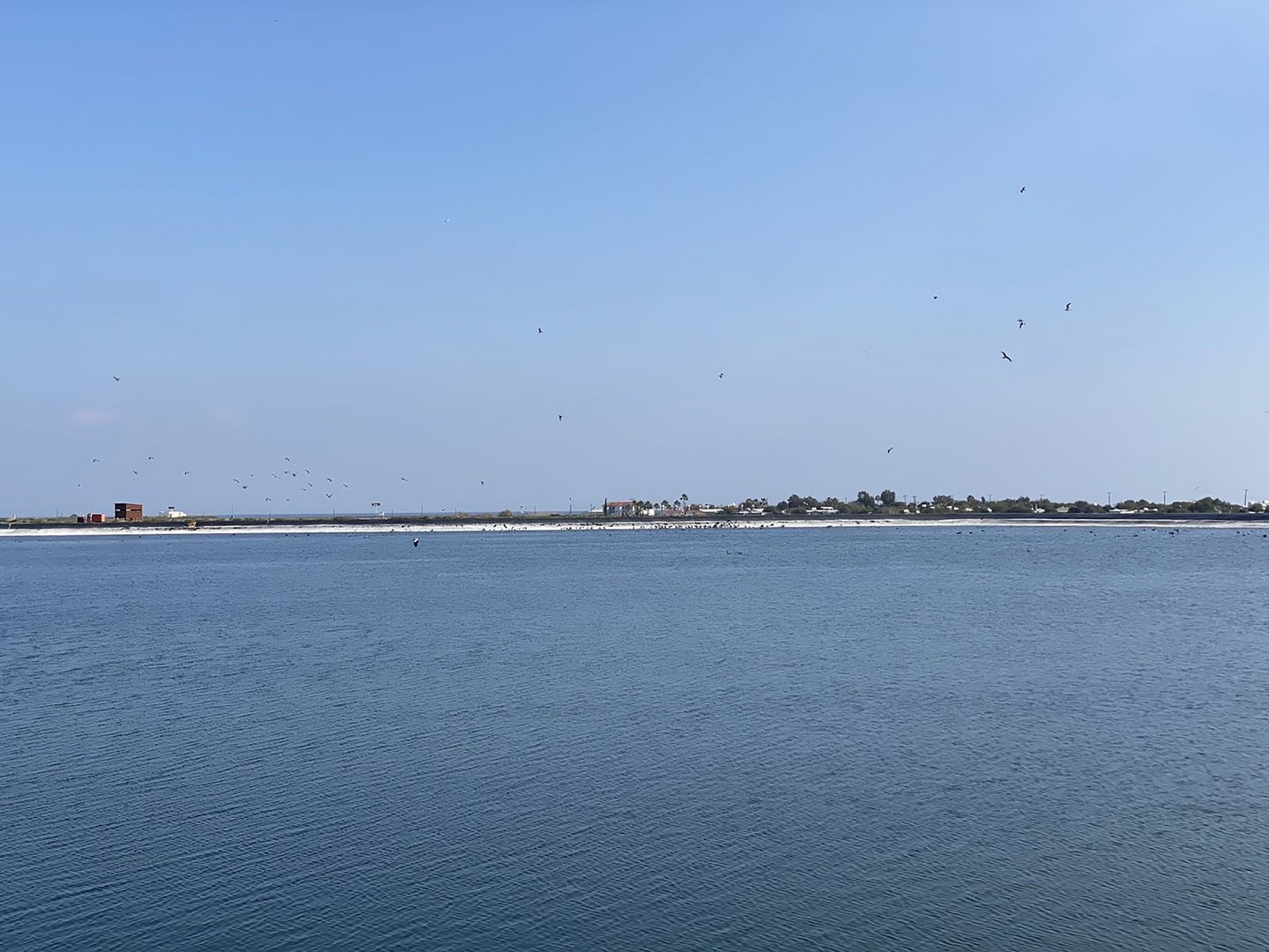 image Recycled sewerage lakes draw thousands of migratory birds (video)