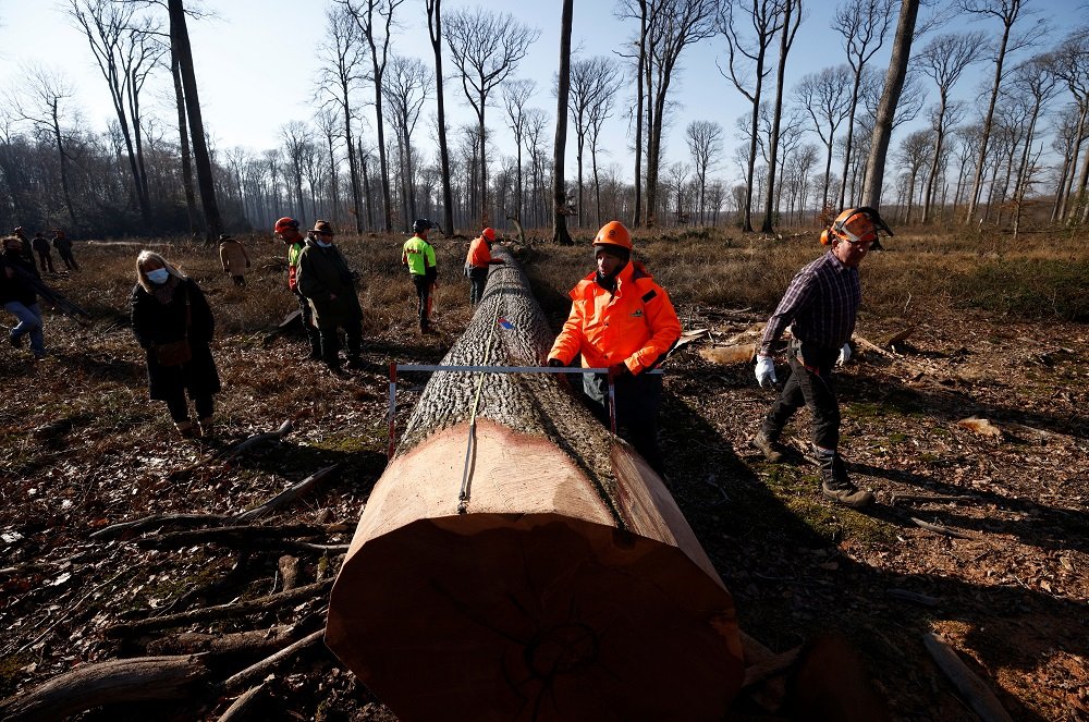 image France fells oaks to rebuild the Notre-Dame spire